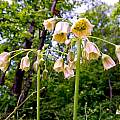 Allium siculum ssp. dioscoridis, katunchik, iNaturalist, CC BY-NC