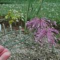 Allium sieheanum