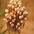 Allium sphaerocephalon seed pods, Travis Owen
