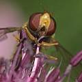 Allium sphaerocephalon with hover fly pollinator, David Pilling