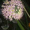 Allium stellatum, Steve Evans