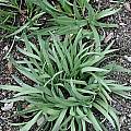Allium stellatum x nutans, Mark McDonough