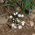 Allium subhirsutum