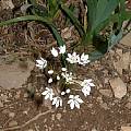 Allium subhirsutum, Angelo Porcelli
