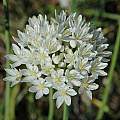 Allium subvillosum, Bob Rutemoeller