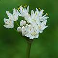 Allium subvillosum, Mary Sue Ittner