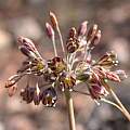 Allium tardiflorum, Gideon Pisanty