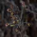 Allium tardiflorum, Gideon Pisanty