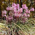 Allium thunbergii