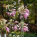 Allium thunbergii 'Ozawa', John Lonsdale