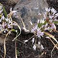 Allium tolmiei, Jane McGary