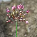 Allium trachyscordum, Oron Peri [Shift+click to enlarge, Click to go to wiki entry]