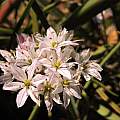Allium trifoliatum 'Cameleon', Travis Owen [Shift+click to enlarge, Click to go to wiki entry]