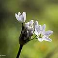 Allium trifoliatum, Shlomit Heymann