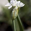Allium trifoliatum, Shlomit Heymann