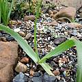 Allium trifoliatum