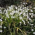 Allium triquetrum, Cornwall, Bob Rutemoeller