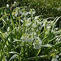Allium triquetrum, Mendocino Coast, Bob Rutemoeller