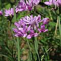 Allium unifolium, Nhu Nguyen [Shift+click to enlarge, Click to go to wiki entry]