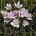 Allium unifolium close-up, Bob Rutemoeller [Shift+click to enlarge, Click to go to wiki entry]