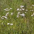 Allium unifolium