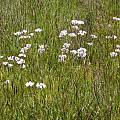 Allium unifolium habitat, Bob Rutemoeller
