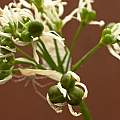 Allium ursinum ripening seed, 30th May 2014, David Pilling