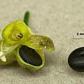 Allium ursinum ripe seed, 9th June 2014, David Pilling