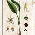 Allium ursinum from Deutschlands Flora in Abbildungen, Johann Georg Sturm