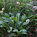 Allium victorialis, Mark McDonough