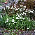 Allium zebdanense, Mark McDonough [Shift+click to enlarge, Click to go to wiki entry]