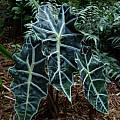 Alocasia × amazonica