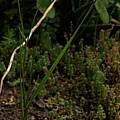 Alophia veracruzana plant, Alani Davis