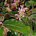 Alpinia japonica, Alani Davis [Shift+click to enlarge, Click to go to wiki entry]