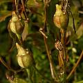 Alstroemeria ligtu hybrid seed pods 26th September 2015, David Pilling