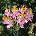 Alstroemeria pulchra, Dick Culbert, Wikimedia Commons, CC By 2.0
