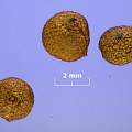 Alstroemeria pygmaea seed, David Pilling