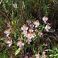 Alstroemeria spectabilis, Nhu Nguyen