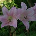 ×Amarcrinum 'Delkin's Find', Alani Davis ×Amarcrinum 'Delkin's Find', Alani Davis