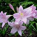 ×Amarcrinum 'Delkin's Find', Jay Yourch ×Amarcrinum 'Delkin's Find', Jay Yourch