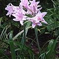 ×Amarcrinum 'Fred Howard' portrait, Jay Yourch