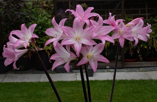 Belladonna Lily Pink Hybrid Bulbs | Naked Ladies Bulbs 