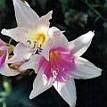 Amaryllis MLH 34, Michael Mace Amaryllis MLH 34, Michael Mace