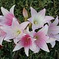 Amaryllis MLH 34, Michael Mace Amaryllis MLH 34, Michael Mace