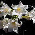 Amaryllis MLH 35, Michael Mace Amaryllis MLH 35, Michael Mace