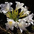 Amaryllis MLH 37, Michael Mace Amaryllis MLH 37, Michael Mace