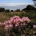 Amaryllis belladonna Mendocino Coast, Bob Rutemoeller