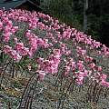 Amaryllis belladonna, Gualala, Bob Rutemoeller
