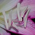 Amaryllis belladonna anthers, David Pilling