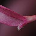 Amaryllis belladonna petal tip, 30th September 2013, David Pilling